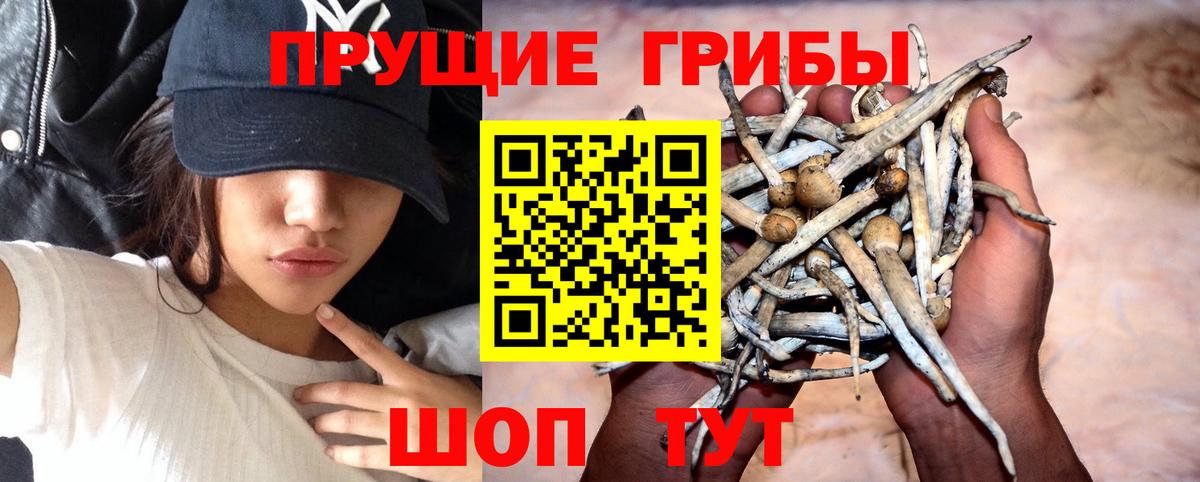 Галлюциногенные грибы Psilocybe  Вход с VPN  Йошкар-Ола  Галлюциногенные грибы Psilocybe 
